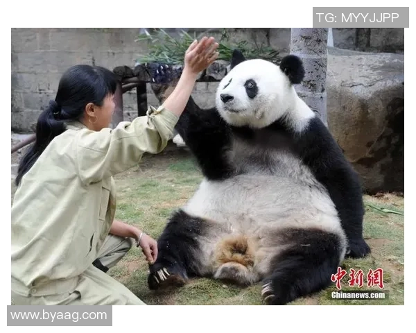 足球明星倾情认养熊猫温暖瞬间视频展现爱心与责任